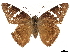  ( - CCDB-32788-D02)  @11 [ ] CreativeCommons - Attribution (2019) CBG Photography Group Centre for Biodiversity Genomics