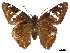  ( - CCDB-32788-D03)  @11 [ ] CreativeCommons - Attribution (2019) CBG Photography Group Centre for Biodiversity Genomics