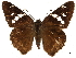 ( - CCDB-32788-D07)  @11 [ ] CreativeCommons - Attribution (2019) CBG Photography Group Centre for Biodiversity Genomics