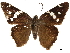  (Codatractus sallyae - CCDB-32788-D09)  @14 [ ] CreativeCommons - Attribution (2019) CBG Photography Group Centre for Biodiversity Genomics