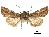  (Calophasia huncalensis - CCDB-32788-G07)  @11 [ ] CreativeCommons - Attribution (2019) CBG Photography Group Centre for Biodiversity Genomics