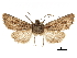  ( - CCDB-32788-G08)  @11 [ ] CreativeCommons - Attribution (2019) CBG Photography Group Centre for Biodiversity Genomics
