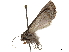  (Calophasia sp - CCDB-32788-H03)  @11 [ ] CreativeCommons - Attribution (2019) CBG Photography Group Centre for Biodiversity Genomics