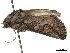  ( - CCDB-32788-H04)  @11 [ ] CreativeCommons - Attribution (2019) CBG Photography Group Centre for Biodiversity Genomics