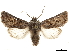  ( - CCDB-32788-H06)  @11 [ ] CreativeCommons - Attribution (2019) CBG Photography Group Centre for Biodiversity Genomics