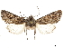  ( - CCDB-32788-H07)  @11 [ ] CreativeCommons - Attribution (2019) CBG Photography Group Centre for Biodiversity Genomics
