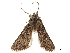  (Calophasia zasa - CCDB-32788-H09)  @11 [ ] CreativeCommons - Attribution (2019) CBG Photography Group Centre for Biodiversity Genomics