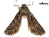  ( - CCDB-32788-H10)  @11 [ ] CreativeCommons - Attribution (2019) CBG Photography Group Centre for Biodiversity Genomics