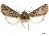  (Hypnotype cossoides - CCDB-32788-H11)  @11 [ ] CreativeCommons - Attribution (2019) CBG Photography Group Centre for Biodiversity Genomics