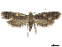  (Monopis weaverella - CCDB-32973-F08)  @14 [ ] CreativeCommons - Attribution (2019) CBG Photography Group Centre for Biodiversity Genomics