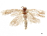  ( - CCDB-32974-A04)  @11 [ ] CreativeCommons - Attribution (2019) CBG Photography Group Centre for Biodiversity Genomics