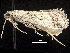  ( - CCDB-32974-A11)  @11 [ ] CreativeCommons - Attribution (2019) CBG Photography Group Centre for Biodiversity Genomics
