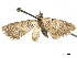  (Eupithecia yubitzae - CCDB-32974-B01)  @11 [ ] CreativeCommons - Attribution (2019) CBG Photography Group Centre for Biodiversity Genomics