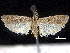  ( - CCDB-32974-E03)  @11 [ ] CreativeCommons - Attribution (2019) CBG Photography Group Centre for Biodiversity Genomics