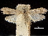  ( - CCDB-32974-E04)  @11 [ ] CreativeCommons - Attribution (2019) CBG Photography Group Centre for Biodiversity Genomics