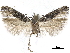  ( - CCDB-32974-G08)  @11 [ ] CreativeCommons - Attribution (2019) CBG Photography Group Centre for Biodiversity Genomics