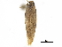  ( - CCDB-32974-H03)  @11 [ ] CreativeCommons - Attribution (2019) CBG Photography Group Centre for Biodiversity Genomics