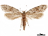  (Nemapogon acapnopennella - CCDB-32974-H04)  @15 [ ] CreativeCommons - Attribution (2019) CBG Photography Group Centre for Biodiversity Genomics