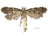  ( - CCDB-32975-C04)  @11 [ ] CreativeCommons - Attribution (2019) CBG Photography Group Centre for Biodiversity Genomics