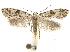  ( - CCDB-32975-C07)  @11 [ ] CreativeCommons - Attribution (2019) CBG Photography Group Centre for Biodiversity Genomics