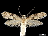  ( - CCDB-32975-C12)  @11 [ ] CreativeCommons - Attribution (2019) CBG Photography Group Centre for Biodiversity Genomics