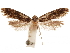  ( - CCDB-32975-D03)  @11 [ ] CreativeCommons - Attribution (2019) CBG Photography Group Centre for Biodiversity Genomics