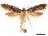  ( - CCDB-32975-D04)  @11 [ ] CreativeCommons - Attribution (2019) CBG Photography Group Centre for Biodiversity Genomics