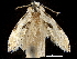  ( - CCDB-32975-D09)  @11 [ ] CreativeCommons - Attribution (2019) CBG Photography Group Centre for Biodiversity Genomics