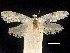  ( - CCDB-32975-D10)  @11 [ ] CreativeCommons - Attribution (2019) CBG Photography Group Centre for Biodiversity Genomics