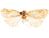  ( - CCDB-32975-E01)  @11 [ ] CreativeCommons - Attribution (2019) CBG Photography Group Centre for Biodiversity Genomics