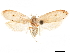  ( - CCDB-32975-E03)  @11 [ ] CreativeCommons - Attribution (2019) CBG Photography Group Centre for Biodiversity Genomics