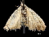  ( - CCDB-32975-F06)  @11 [ ] CreativeCommons - Attribution (2019) CBG Photography Group Centre for Biodiversity Genomics