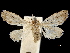  ( - CCDB-32975-F07)  @11 [ ] CreativeCommons - Attribution (2019) CBG Photography Group Centre for Biodiversity Genomics