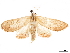  (Cirrhochrista spissalis - CCDB-32975-F10)  @15 [ ] CreativeCommons - Attribution (2019) CBG Photography Group Centre for Biodiversity Genomics