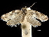  ( - CCDB-32975-G03)  @11 [ ] CreativeCommons - Attribution (2019) CBG Photography Group Centre for Biodiversity Genomics