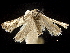  ( - CCDB-32975-G04)  @11 [ ] CreativeCommons - Attribution (2019) CBG Photography Group Centre for Biodiversity Genomics