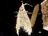  (Coleophora salsolae - CCDB-32975-G07)  @11 [ ] CreativeCommons - Attribution (2019) CBG Photography Group Centre for Biodiversity Genomics