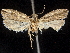  ( - CCDB-32975-H01)  @11 [ ] CreativeCommons - Attribution (2019) CBG Photography Group Centre for Biodiversity Genomics