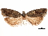  ( - CCDB-32976-A08)  @11 [ ] CreativeCommons - Attribution (2019) CBG Photography Group Centre for Biodiversity Genomics