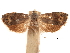  ( - CCDB-32976-A09)  @11 [ ] CreativeCommons - Attribution (2019) CBG Photography Group Centre for Biodiversity Genomics