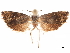  ( - CCDB-32976-A10)  @12 [ ] CreativeCommons - Attribution (2019) CBG Photography Group Centre for Biodiversity Genomics