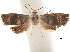  ( - CCDB-32976-A11)  @12 [ ] CreativeCommons - Attribution (2019) CBG Photography Group Centre for Biodiversity Genomics