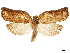  ( - CCDB-32976-B10)  @11 [ ] CreativeCommons - Attribution (2019) CBG Photography Group Centre for Biodiversity Genomics