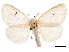  ( - CCDB-32976-C03)  @11 [ ] CreativeCommons - Attribution (2019) CBG Photography Group Centre for Biodiversity Genomics
