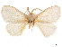  (Norape argyrrhorea - CCDB-32976-C06)  @11 [ ] CreativeCommons - Attribution (2019) CBG Photography Group Centre for Biodiversity Genomics