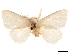  ( - CCDB-32976-C07)  @11 [ ] CreativeCommons - Attribution (2019) CBG Photography Group Centre for Biodiversity Genomics