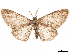  ( - CCDB-32976-D01)  @11 [ ] CreativeCommons - Attribution (2019) CBG Photography Group Centre for Biodiversity Genomics