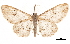  ( - CCDB-32976-D02)  @11 [ ] CreativeCommons - Attribution (2019) CBG Photography Group Centre for Biodiversity Genomics