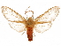  ( - CCDB-32976-E11)  @11 [ ] CreativeCommons - Attribution (2019) CBG Photography Group Centre for Biodiversity Genomics