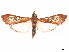  ( - CCDB-32976-F08)  @13 [ ] CreativeCommons - Attribution (2019) CBG Photography Group Centre for Biodiversity Genomics